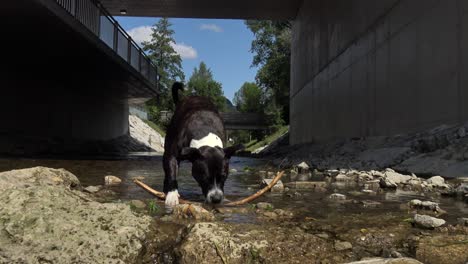un perro del personal jugando con un palo en el agua en un arroyo junto a un puente
