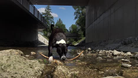 a staffie dog playing with a stick in the water in a stream by a bridge