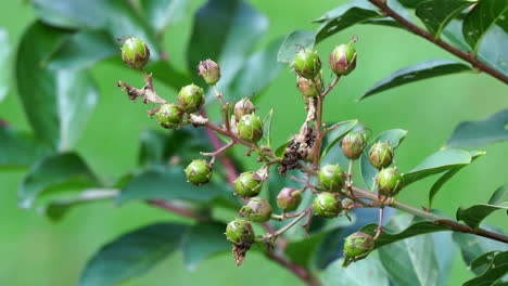 flower buds of crepe myrtle bush