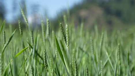 wheat cultivated in the hilly areas.