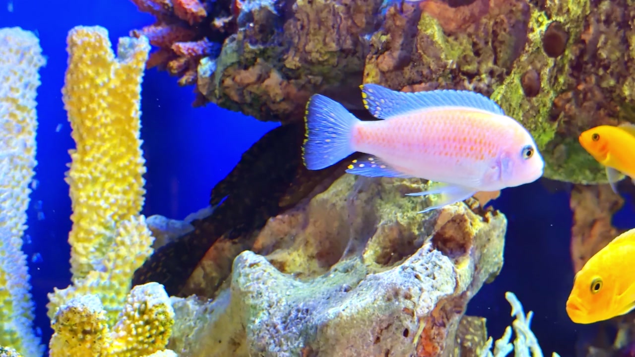 Colorful African cichlids swim through a rocky freshwater tank, featuring likely electric yellow mbuna and other Malawi species in a bright home setup.