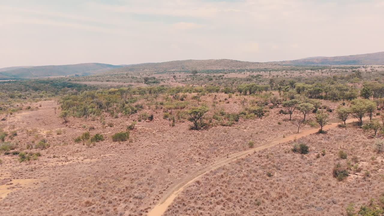 Strada sterrata sinuosa nella savana africana boscosa di acacie, ripresa con drone.