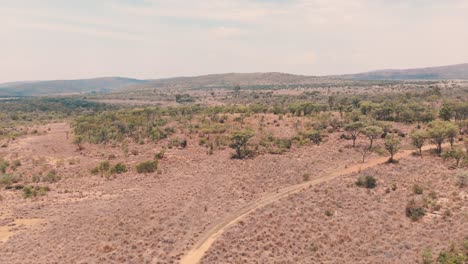 bending dirt road in african savannah acacia woodland, drone shot