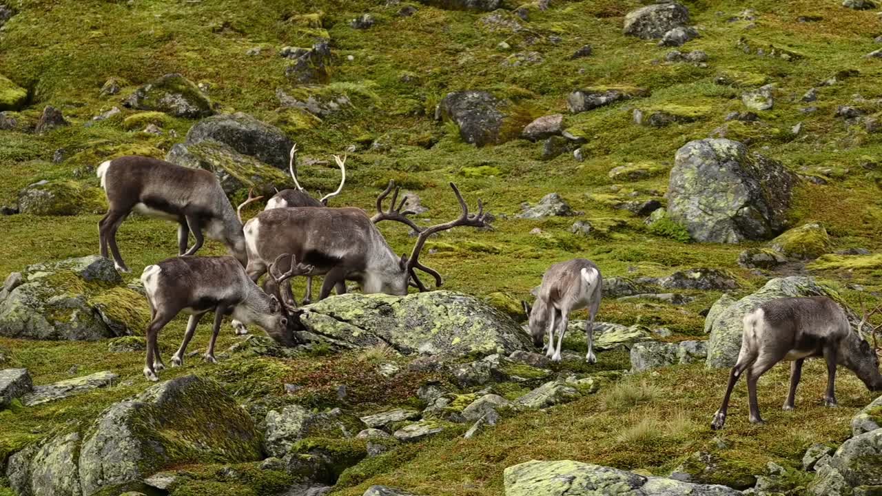 Fast pan across small herd of reindeer grazing on Norwegian hillside