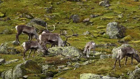 fast pan across small herd of reindeer grazing on norwegian hillside