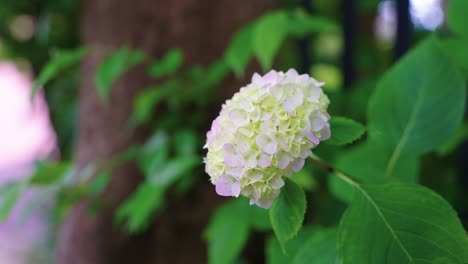 isolated ajisai flower in japan early summer, close shot with blurred background