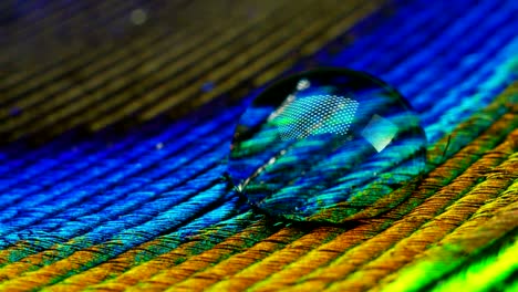 close up or macro of a colorful peacock feather with a drop resting on. the peacock feather full of colors and textures is elegant and decorated.