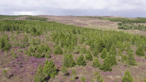 fotografía aérea volando sobre un rebaño de ciervos rojos corriendo a través de un bosque de páramo en la isla de lewis, parte de las hébridas exteriores de escocia