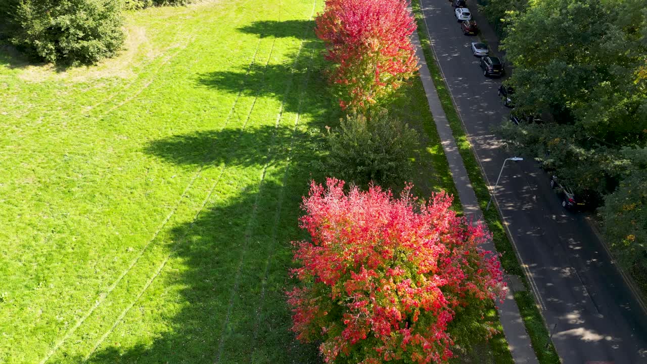 드론 돌리가 빨간색 나무 위로 앞으로 이동하고