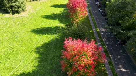 Drone-Dolly-Adelante-Sobre-árboles-Con-Rojo-Y