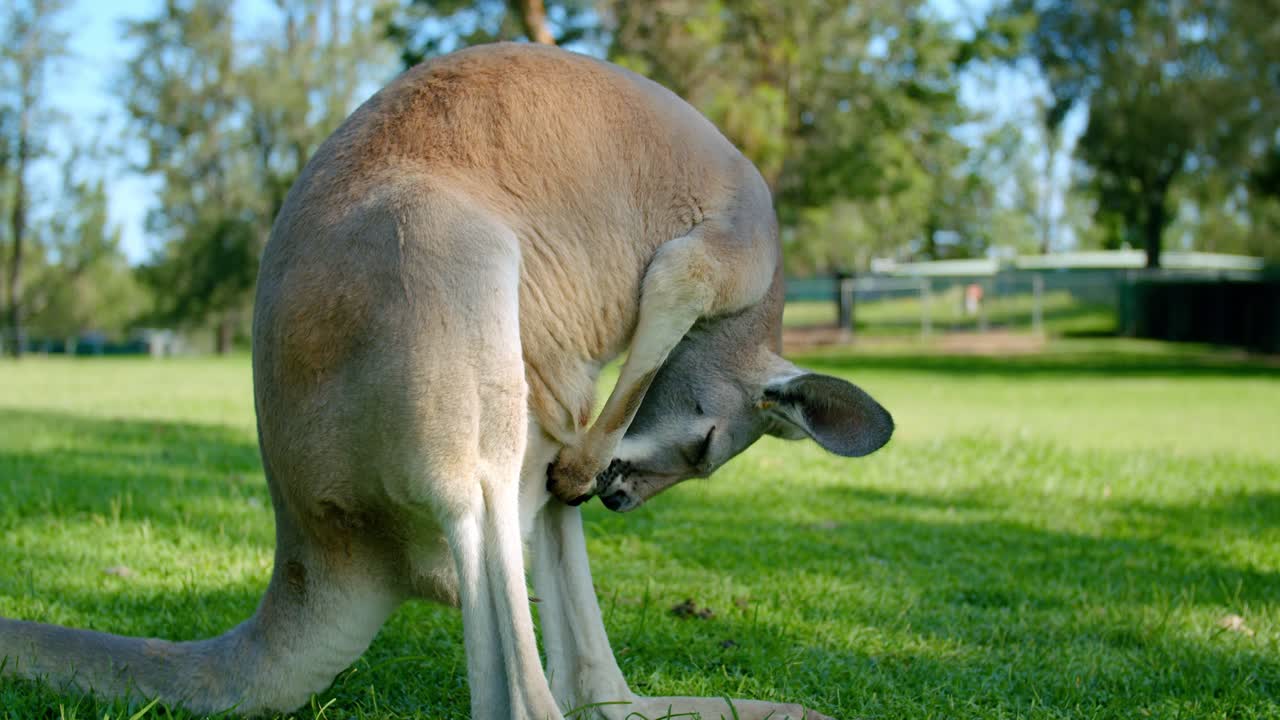 Portrait Of A Red Kangaroo Standing On The Green Grass While Cleaning Its Pouch In Lone Pine Koala Sanctuary, Australia.-closeup shot