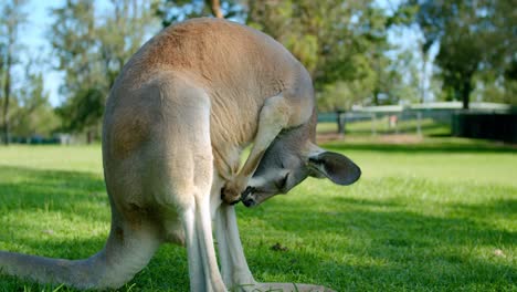 portrait of a red kangaroo standing on the green grass while cleaning its pouch in lone pine koala sanctuary, australia.-closeup shot