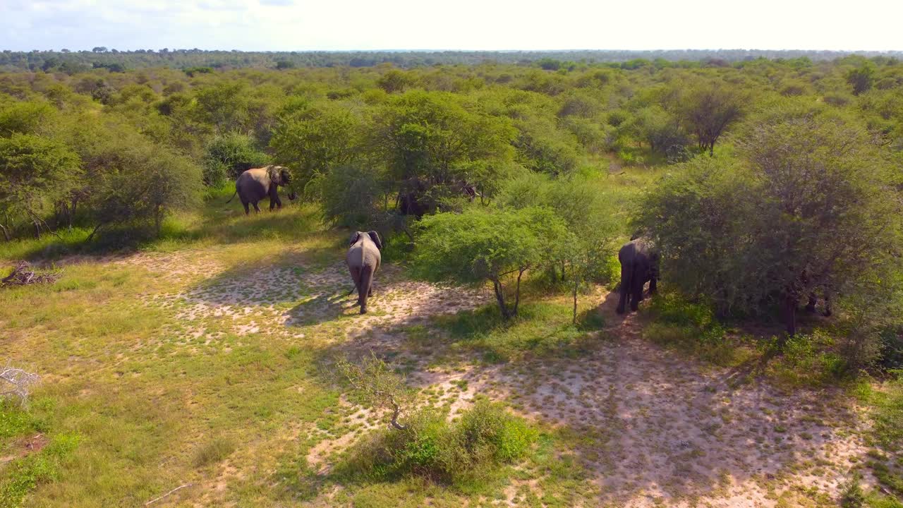 elefante de la sabana africana caminando por el bosque, sudáfrica, majestuoso y pacífico, vista aérea trasera siguiendo a través de los bosques