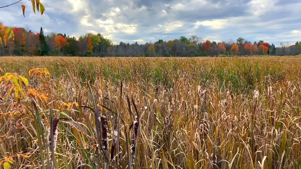 Typha cattails and tall grass in wetland marsh meadow with tree leaves of autumn colors