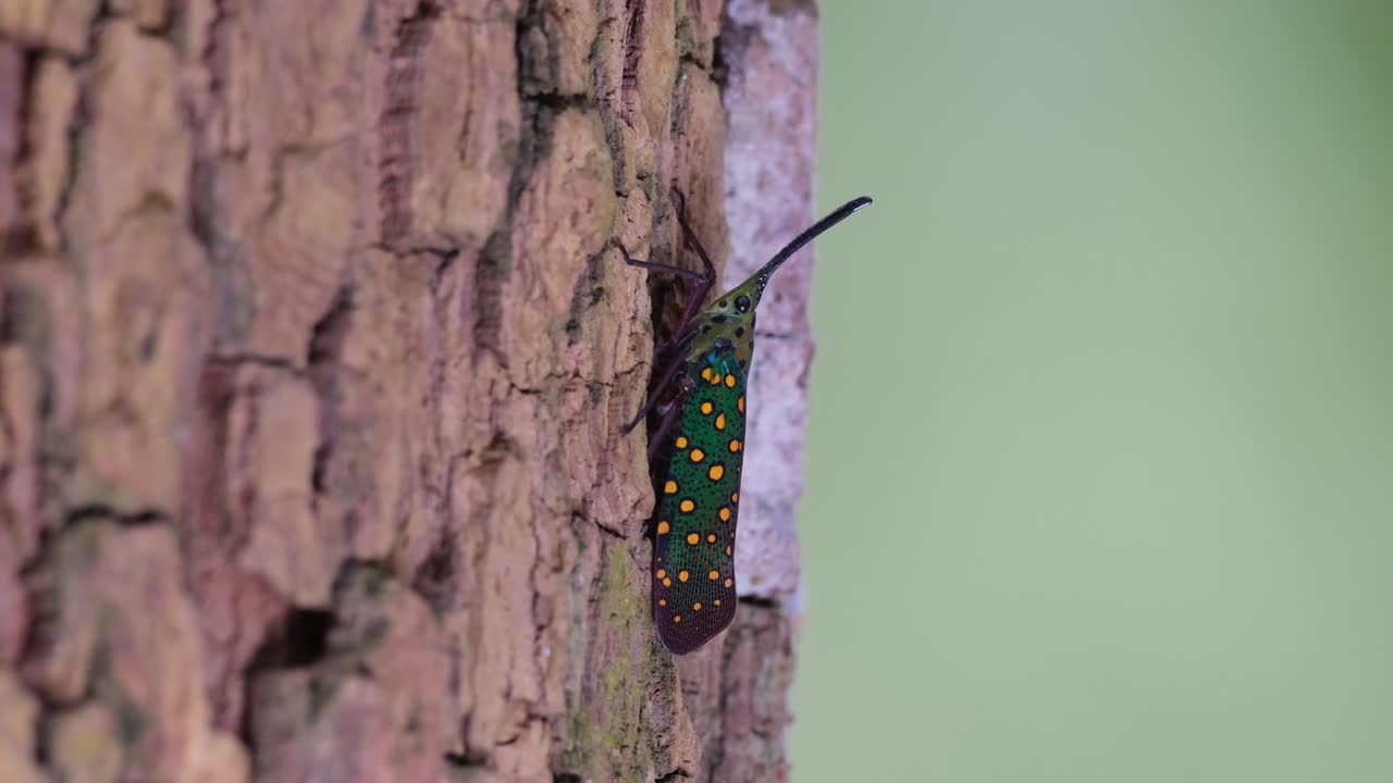 다른 곤충이 그 나무  ⁇ 질에  ⁇ 고 있을 때 다른 곤충이 그 나무  ⁇ 질에  ⁇ 고 있을 때 다른 곤충이 그 나무  ⁇ 질에  ⁇ 고 있을 때 다른 곤충이 그 나무  ⁇ 질에  ⁇ 고 있는 것을 볼 수 있습니다.