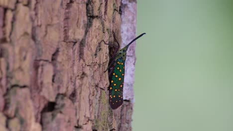 Visto-Descansando-Sobre-La-Corteza-Del-árbol-Mientras-Otro-Insecto-Se-Acerca-A-él-Haciéndolo-Moverse-Alejándolo,-Insecto-Linterna-Saiva-Gemmata,-Tailandia