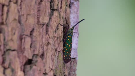 visto descansando en la corteza del árbol mientras otro insecto se acerca haciéndolo moverse sacudiéndolo, saiva gemmata lantern bug, tailandia