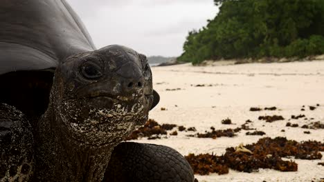 tortuga gigante aldabra mira a la cámara mientras descansa en una playa teleobjetivo extremo primer plano de su cara respirando fosas nasales