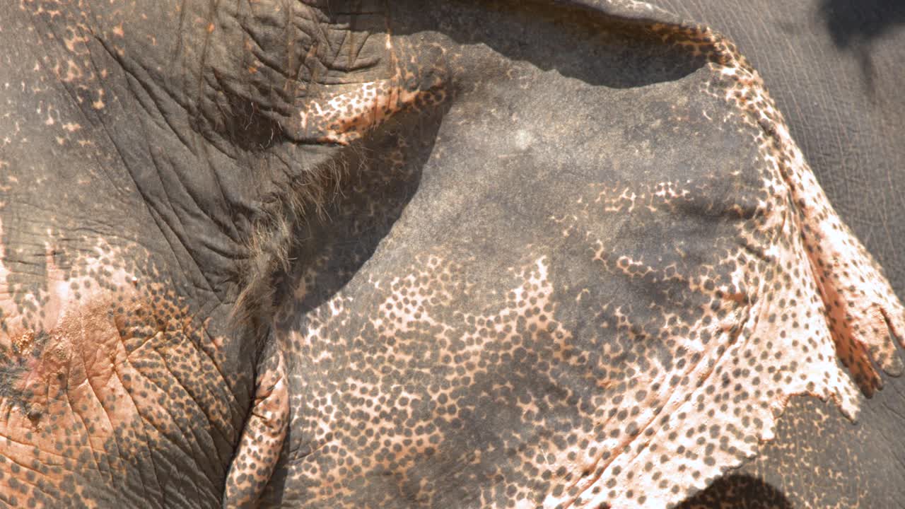 Riprese ravvicinate catturano la texture dettagliata della pelle e gli occhi di un elefante asiatico.