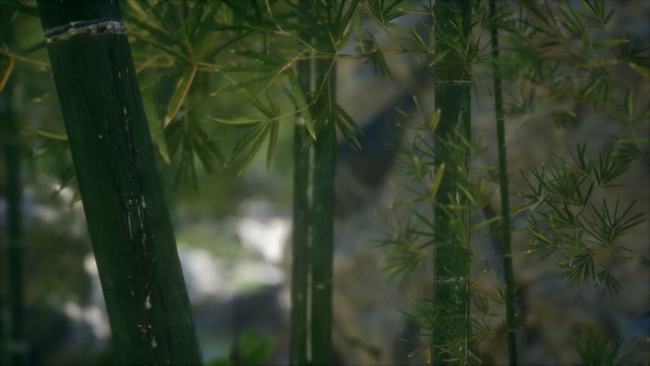 fondo de bosque de árboles de bambú verdes