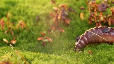 una lombriz de tierra es un invertebrado terrestre que pertenece a la clase clitellata, orden oligochaeta, filo annelida. exhiben un plan corporal de tubo dentro de un tubo.