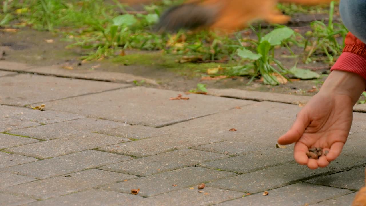 Woman feeds squirrels in the park