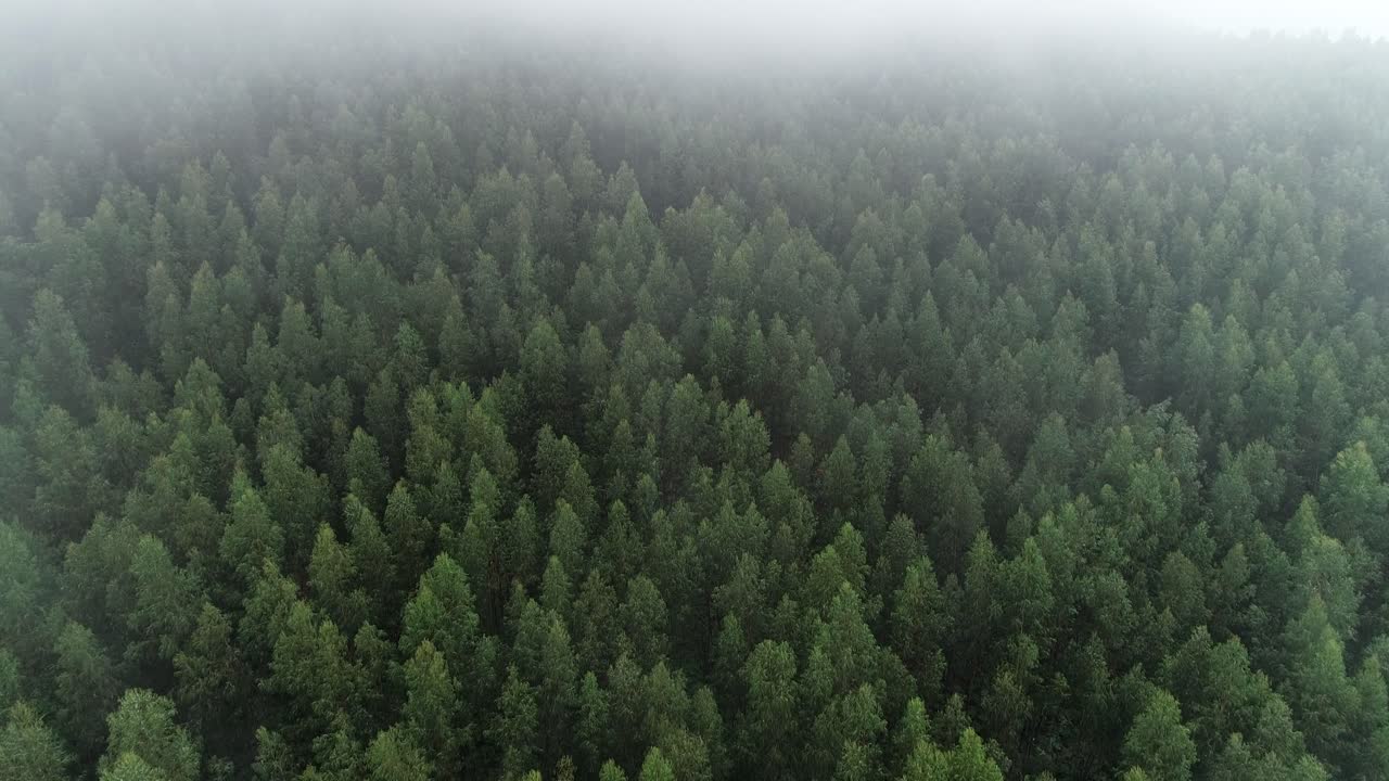 Vista aerea di foresta nebbiosa