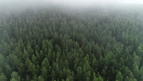 aerial view of misty forest fog