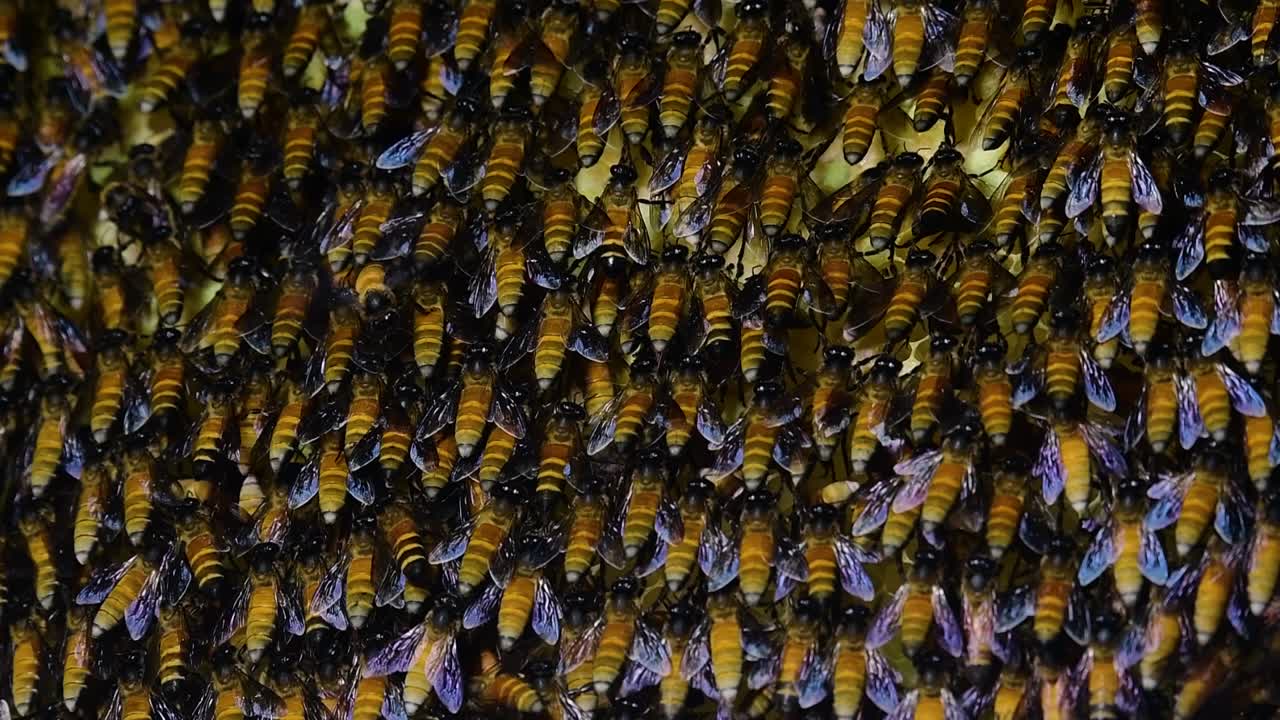 se sabe que las abejas melíferas gigantes construyen grandes colonias de nidos con bolsillos simétricos hechos de cera para almacenar miel como fuente de alimento.