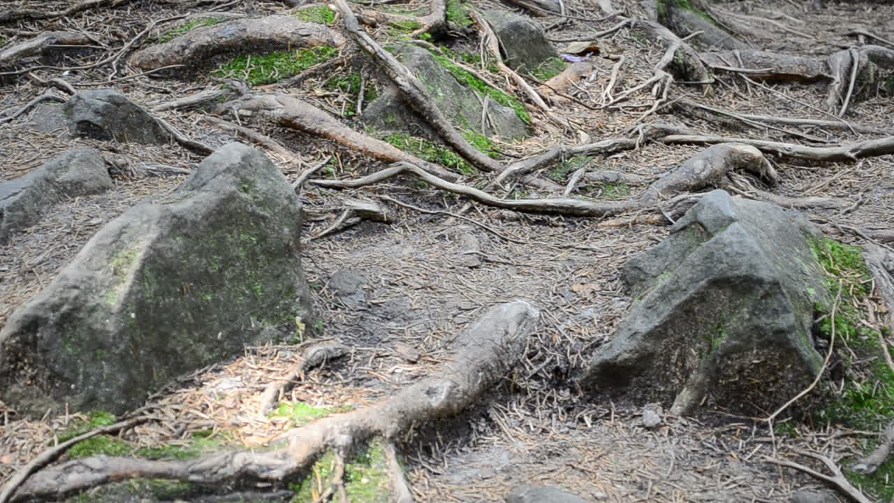 Roots of trees among stones. Shooting in mountains