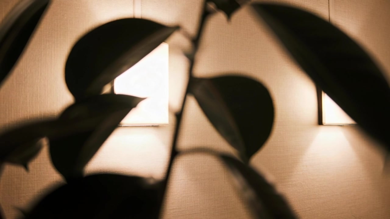 Sequence showing potted plant leaves drifting right, revealing left of two square lights in room