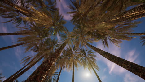 palm trees against a blue sky