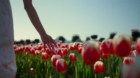 Unerkennbare-Frauenhand,-Die-Rote-Tulpen-Berührt.-Frau-Geht-Durch-Tulpenfeld