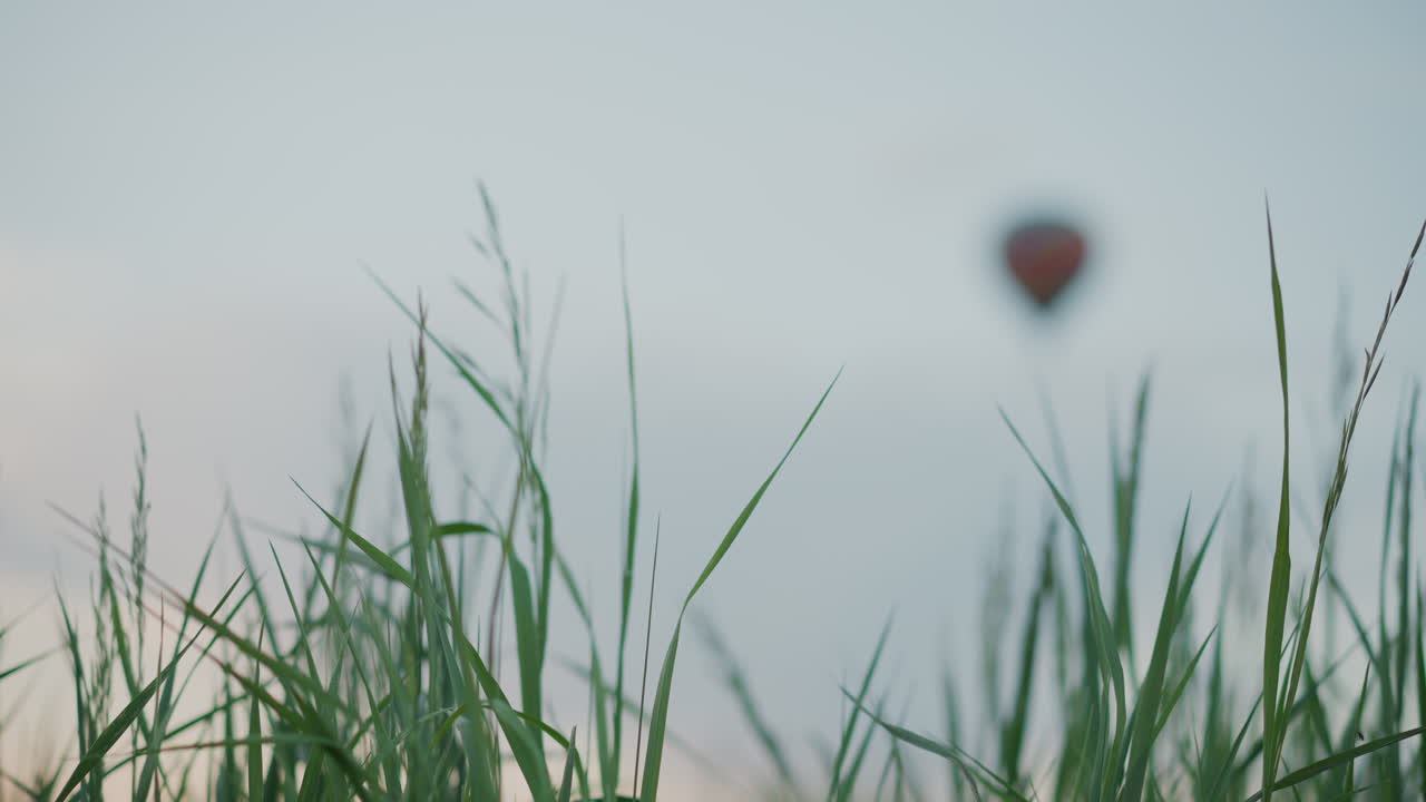 close up tall grass blades with dew droplets in gentle breeze and blurred colorful hot air balloon drifting overhead against soft pastel sky over open field