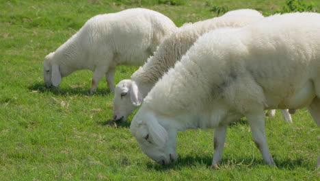 flock of sarda sheep grazing on field - slow motion