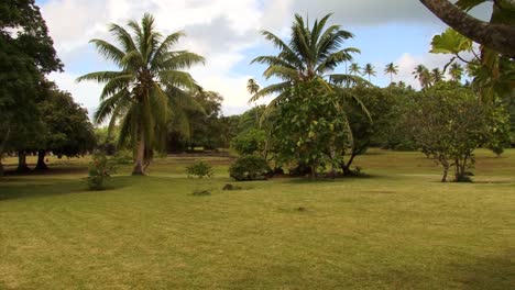 Paisaje-De-Palmeras-En-Harautatea-Marae,-Raiatea,-Polinesia-Francesa