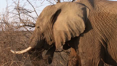 elefante africano macho alimentándose de arbustos secos metiéndose ramitas en la boca con su trompa