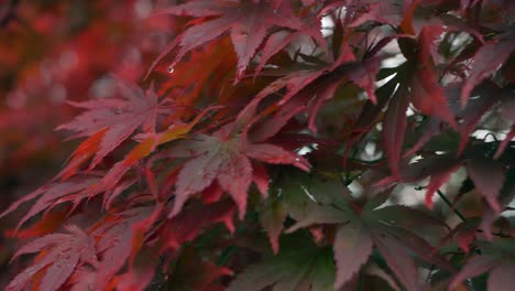 Autumn-dark-red-maple-leaves,-tracking-shot,-closeup