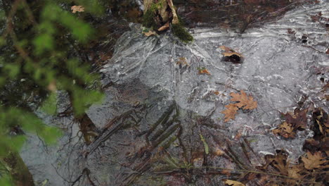 thin ice covers leaves on a fall day in new england