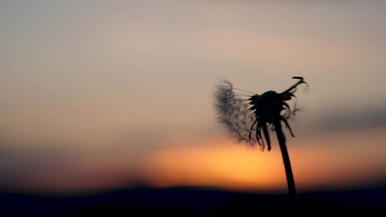 el viento sopla en una bola de dientes de león que está frente a una hermosa puesta de sol