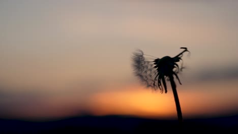 o vento sopra em uma bola de dente-de-leão que está na frente de um belo pôr do sol