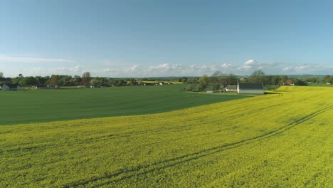 low aerial view of beautiful field of blooming rapeseed