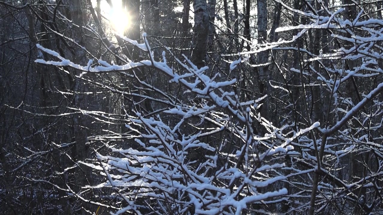 Nydelige opptak av snø- og isdekte tregrener på en solrik vinterdag. Grener med snø er i fokus, og bakgrunnen er litt uskarp med synlig skog. Snøen reflekterer på trærne.