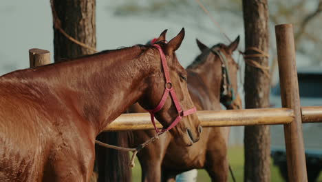 beautiful horse at rural ranch fence, equine calm and natural strength
