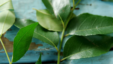 Curry-leaves-on-wooden-table-4k