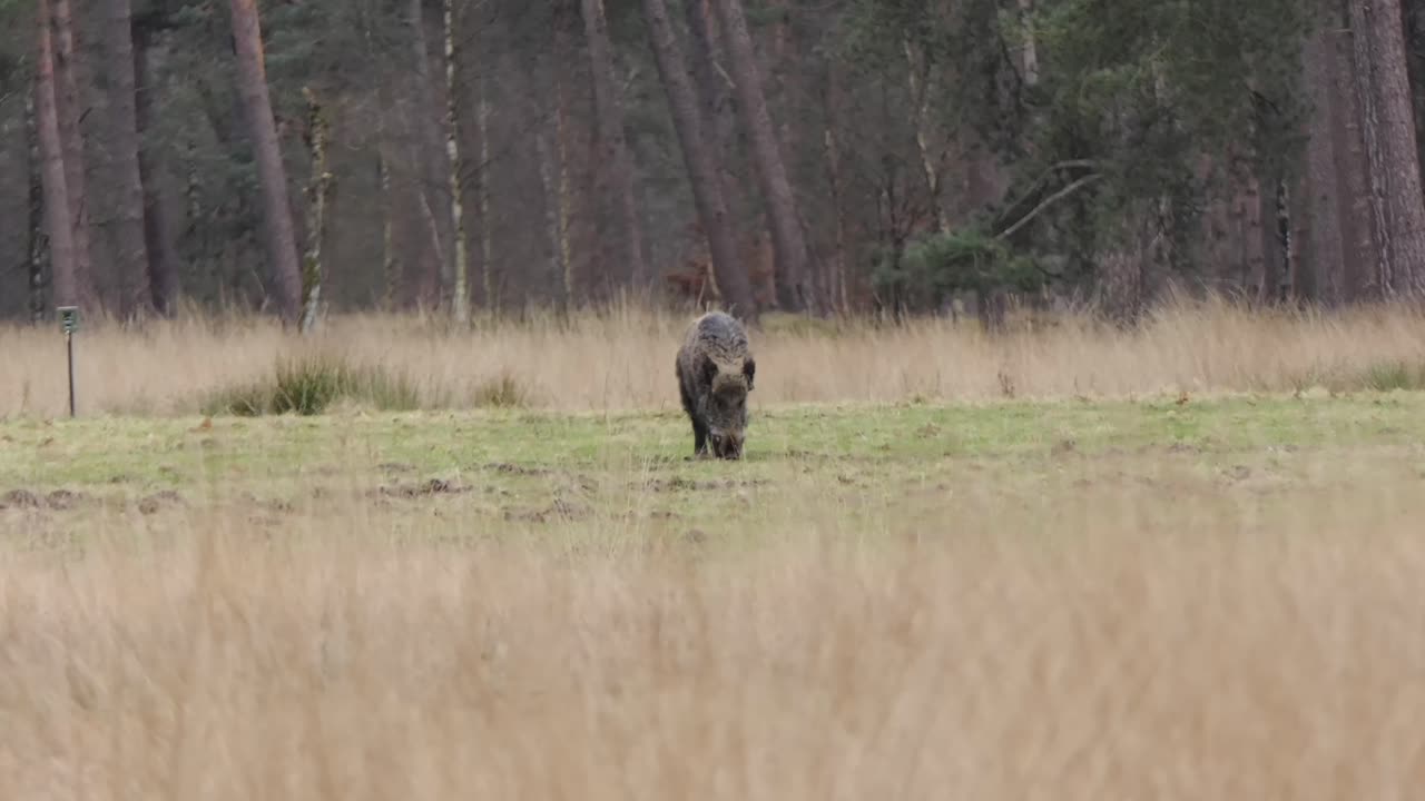 Grande cinghiale solitario in una radura nel bosco.