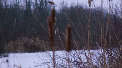 Rohrkolben-binsenregal-Konzentrieren-Sich-Auf-Den-Kanadischen-Wintertag