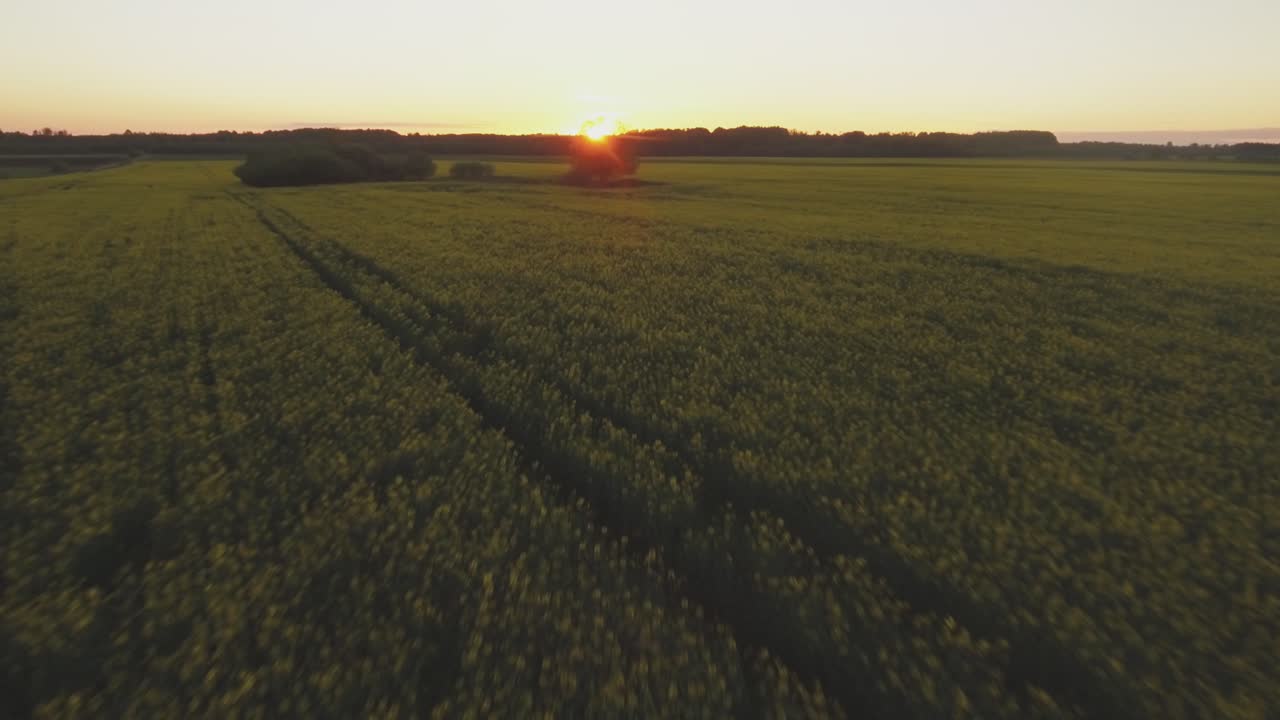 Yellowing Rapeseed Fields Illuminated by Sunset Light