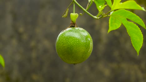 green passion fruit hanging from a vine