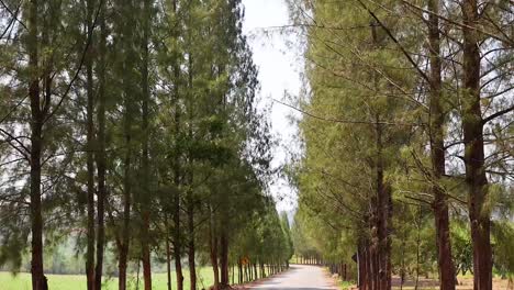 a peaceful drive down a tree-lined road